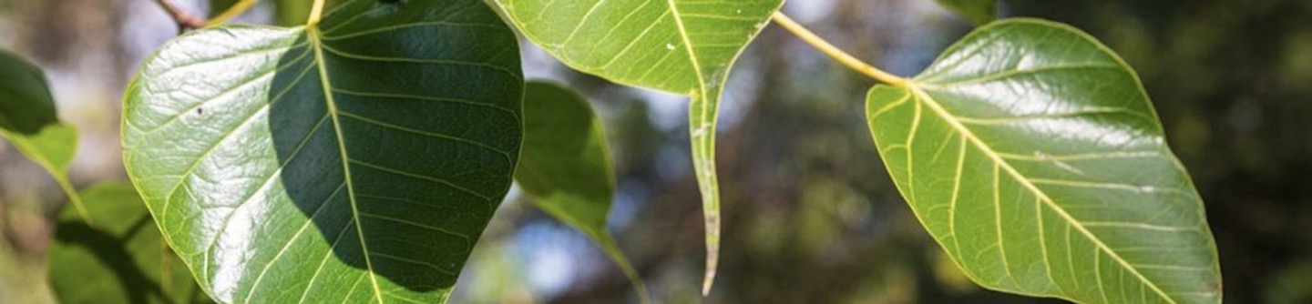 Bodhi tree leaves