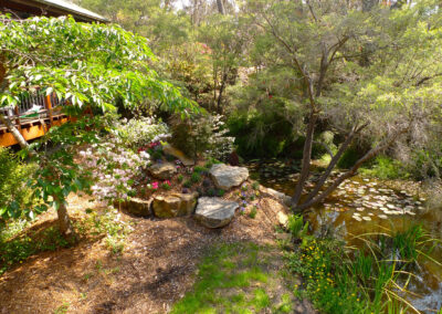 Lily pond